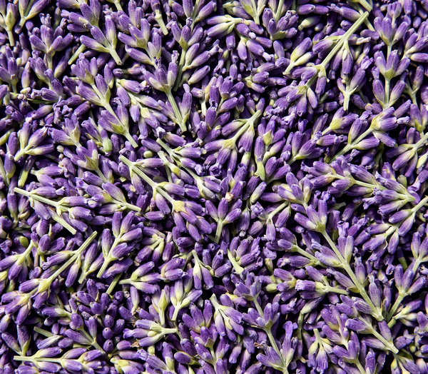 Lavender Oil